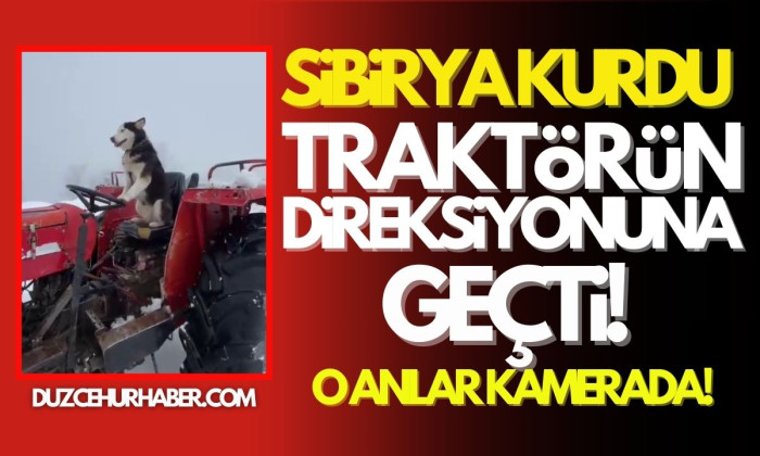 Sibirya kurdu traktörün direksiyonuna geçti O anlar kamerada!