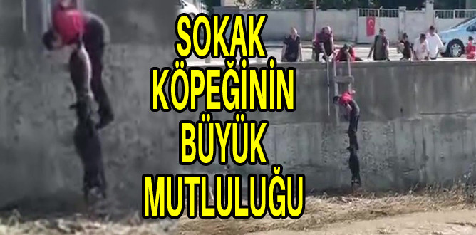 Sokak Köpeği Kurtarılmayı Sevinçle Bekledi