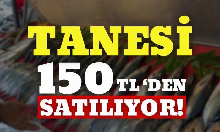 Tekneler denize seyrek çıktı, palamut azaldı
