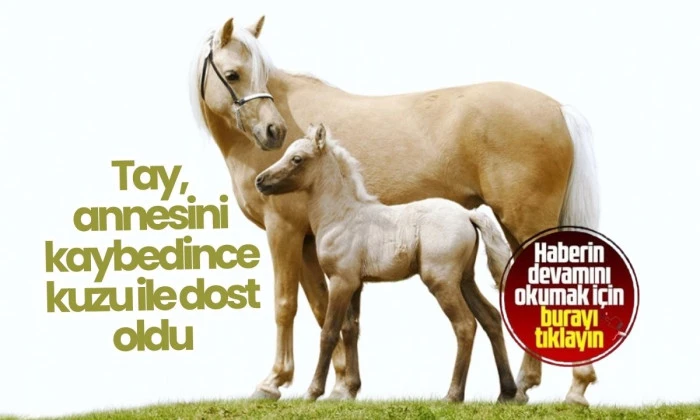 Annesini kaybeden tayın yanına yalnız kalmasın diye kuzu konuldu