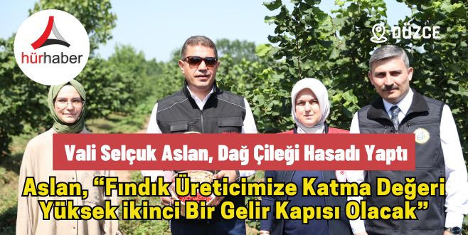 Vali Selçuk Aslan, dağ çileği hasadı yaptı