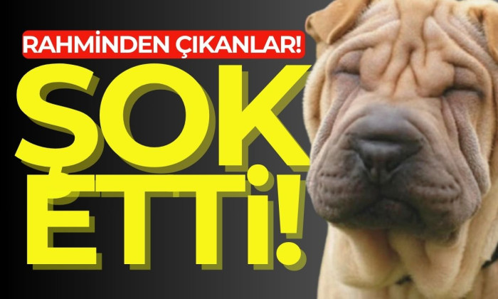 Cins köpeğin rahminden 1,5 kilogramlık iltihap çıkartıldı!